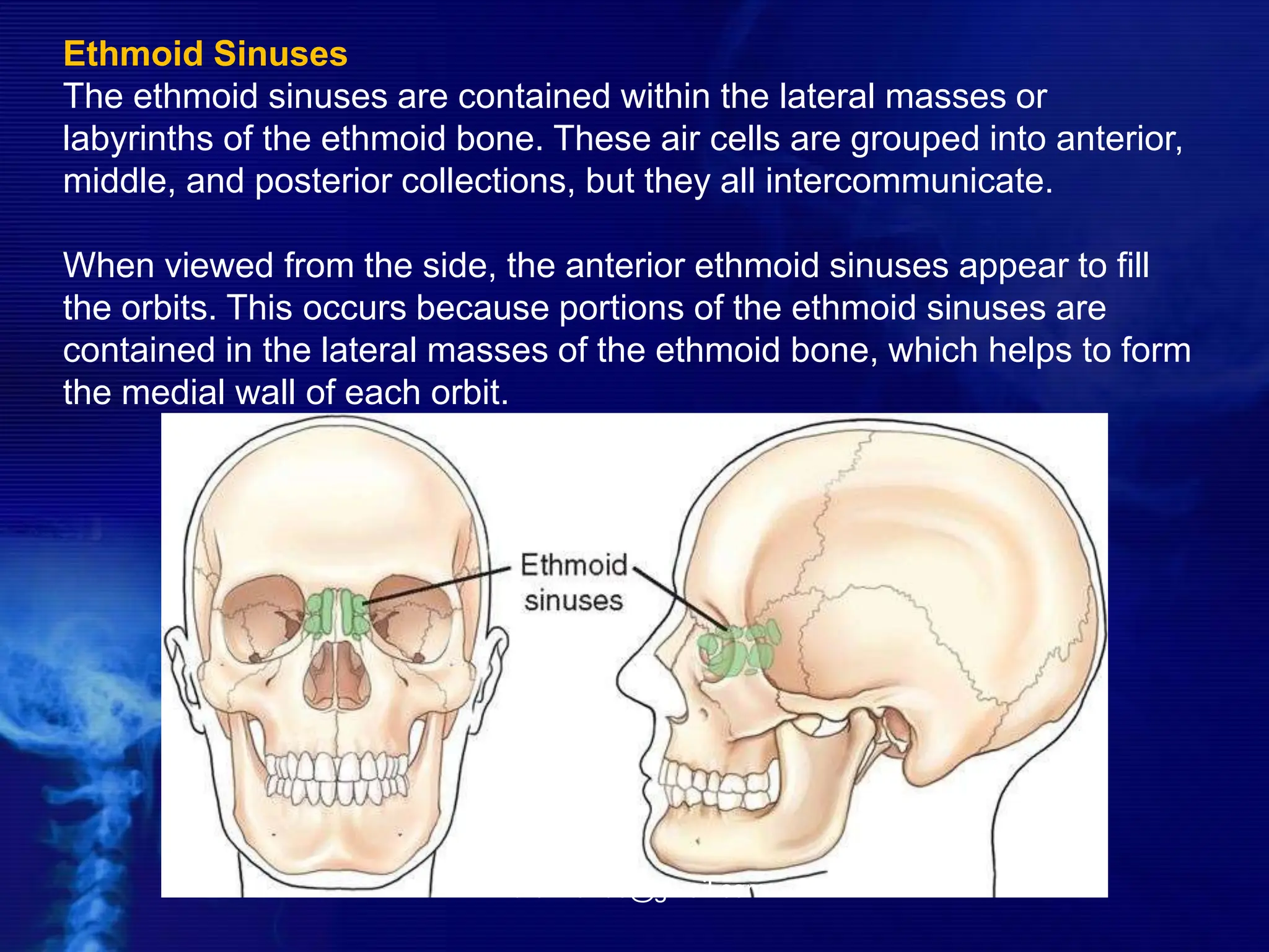 Ethmoid Sinuses
The ethmoid sinuses are contained within the lateral masses or
labyrinths of the ethmoid bone. These air cells are grouped into anterior,
middle, and posterior collections, but they all intercommunicate.
When viewed from the side, the anterior ethmoid sinuses appear to fill
the orbits. This occurs because portions of the ethmoid sinuses are
contained in the lateral masses of the ethmoid bone, which helps to form
the medial wall of each orbit.
-drdhiru456@gmail.com
 