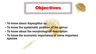 Objectives
• To know about Aspergillus sp.
• To know the systematic position of the genus
• To know about the morphological description
• To know the economic importance of some important
species
 