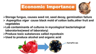 Economic Importance
Storage fungus, causes seed rot, seed decay, germination failure
 Aspergillus niger cause black mold of cotton balls,other fruit and
vegetables
Lab contaminants of cultures in mycological bacteriological
laboratories(weed of laboratory)
Produce toxic substances called mycotoxin
Used to produce alcohol and organic acid
Aspergillus spp.
 