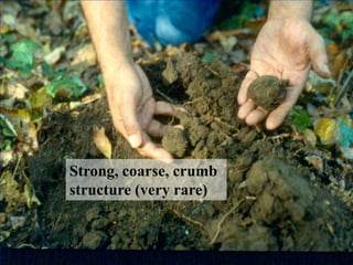 Strong, coarse, crumb
structure (very rare)
 