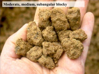 Moderate, medium, subangular blocky
 