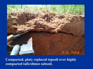 Compacted, platy replaced topsoil over highly
compacted tails/slimes subsoil.
 