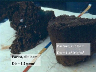 Forest, silt loam
Db = 1.2 g/cm3
Pasture, silt loam
Db = 1.45 Mg/m3
 