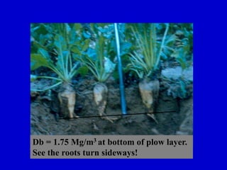 Db = 1.75 Mg/m3 at bottom of plow layer.
See the roots turn sideways!
 