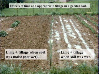 Effects of lime and appropriate tillage in a garden soil.
Lime + tillage when soil
was moist (not wet).
Lime + tillage
when soil was wet.
 