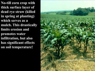 No-till corn crop with
thick surface layer of
dead rye straw (killed
in spring at planting)
which serves as a
mulch. This drastically
limits erosion and
promotes water
infiltration, but also
has significant effects
on soil temperature!
 