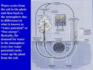 Water cycles from
the soil to the plant
and then back to
the atmosphere due
to differences in
what is known as
“water potential” or
“free energy”.
Basically, the
demand for water
in the atmosphere
(very low water
potential) sucks
water up the plant
from the soil.
 