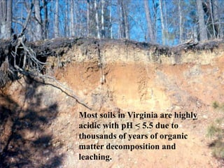 Most soils in Virginia are highly
acidic with pH < 5.5 due to
thousands of years of organic
matter decomposition and
leaching.
 