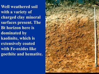 Well weathered soil
with a variety of
charged clay mineral
surfaces present. The
Bt horizon here is
dominated by
kaolinite, which is
extensively coated
with Fe-oxides like
goethite and hematite.
 