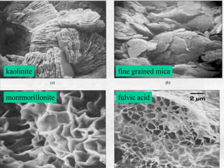 fine grained micakaolinite
montmorillonite fulvic acid
 