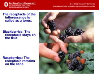 Why Raspberry Torus Remain Dr. Gary Gao - Berry Production: Blueberries And Brambles | PPT