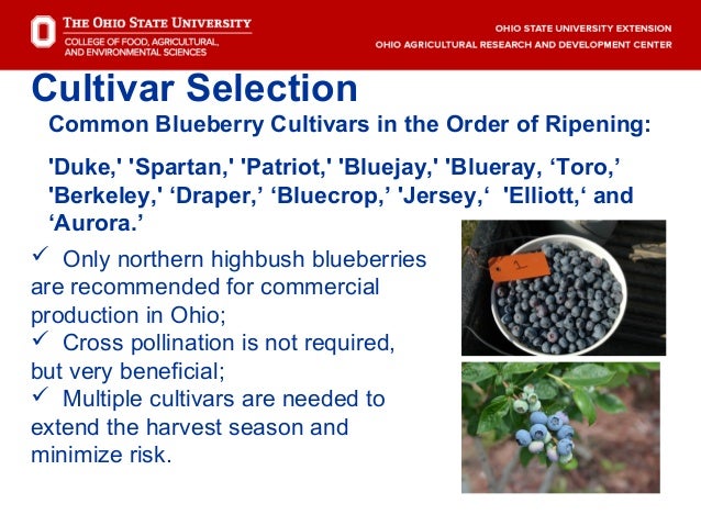 Dr Gary Gao Berry Production Blueberries And Brambles