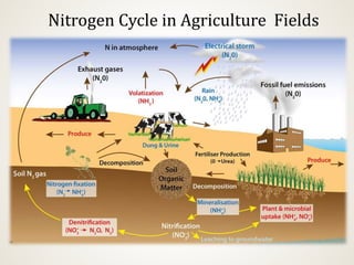 Nitrogen Cycle in Agriculture Fields
 
