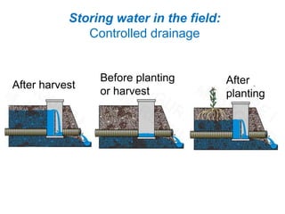 After harvest
Before planting
or harvest
After
planting
Storing water in the field:
Controlled drainage
 