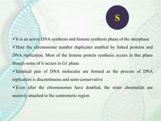 S
It is an active DNA synthesis and histone synthesis phase of the interphase
Here the chromosome number duplicates enabled by linked proteins and
DNA replication. Most of the histone protein synthesis occurs in this phase
though some of it occurs in G1 phase
Identical pair of DNA molecules are formed as the process of DNA
replication is discontinuous and semi-conservative
Even after the chromosomes have doubled, the sister chromatids are
securely attached to the centromeric region
 