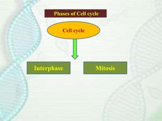Cell cycle
Interphase Mitosis
Phases of Cell cycle
 