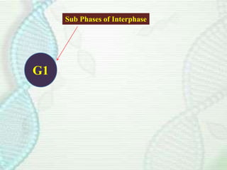 G1
Sub Phases of Interphase
 