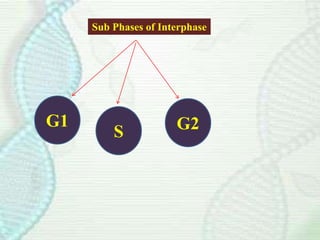 Sub Phases of Interphase
G1
S G2
 