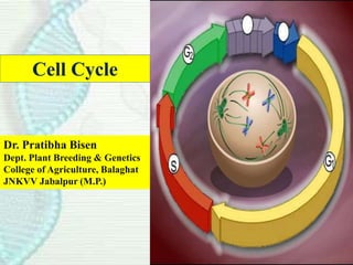 Cell Cycle
Dr. Pratibha Bisen
Dept. Plant Breeding & Genetics
College of Agriculture, Balaghat
JNKVV Jabalpur (M.P.)
 
