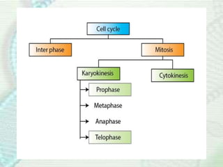 18042020100230Cell cycle.pdf