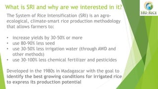 1806 - System of Rice Intensification (SRI) Research: What's New and ...