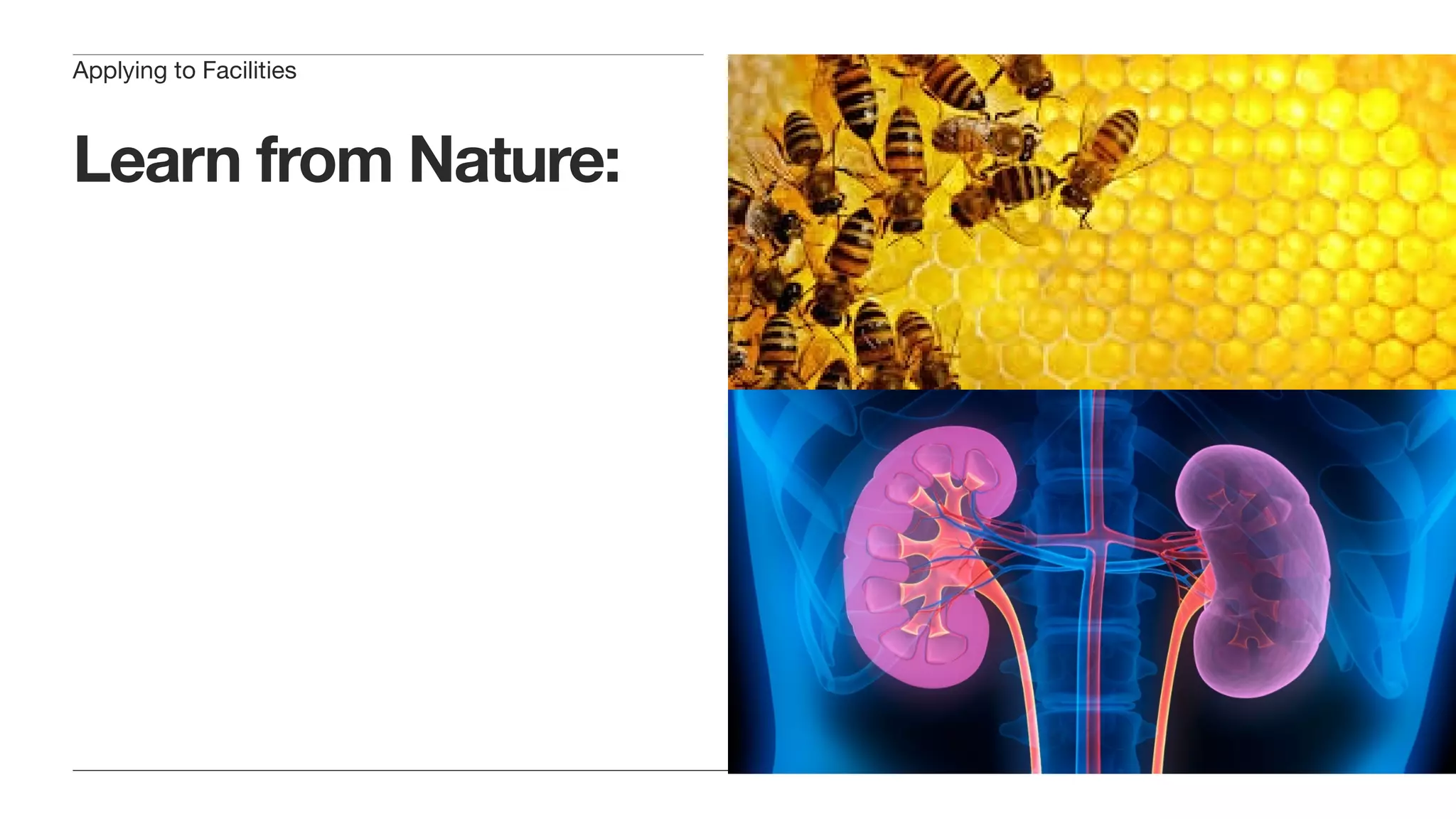 Learn from Nature:
Redundancy = Insurance
Big is Ugly, and Fragile
The other Redundancy: Functional
Redundancy; Multiple-Use
Applying to Facilities
 