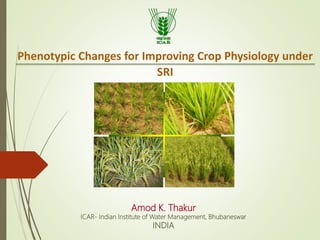 Amod K. Thakur
ICAR- Indian Institute of Water Management, Bhubaneswar
INDIA
Phenotypic Changes for Improving Crop Physiology under
SRI
 