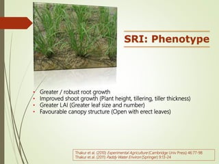 SRI: Phenotype
• Greater / robust root growth
• Improved shoot growth (Plant height, tillering, tiller thickness)
• Greate...