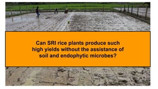 Can SRI rice plants produce such
high yields without the assistance of
soil and endophytic microbes?
 