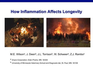 How Inflammation Affects Longevity
M.E. Wilsona, J. Deenb, J.L. Torrisonb, W. Schweera, Z.J. Ramboa
a Zinpro Corporation, Eden Prairie, MN 55344
b University of Minnesota Veterinary School and Diagnostic lab, St. Paul, MN 55108
 