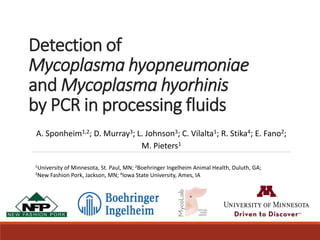 Detection of
Mycoplasma hyopneumoniae
and Mycoplasma hyorhinis
by PCR in processing fluids
A. Sponheim1,2; D. Murray3; L. Johnson3; C. Vilalta1; R. Stika4; E. Fano2;
M. Pieters1
1University of Minnesota, St. Paul, MN; 2Boehringer Ingelheim Animal Health, Duluth, GA;
3New Fashion Pork, Jackson, MN; 4Iowa State University, Ames, IA
 
