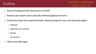 Dr. Matt Sturos - Impact of Senecavirus A in Neonate Pigs | PPTX