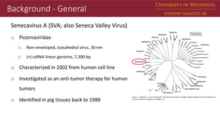 Dr. Matt Sturos - Impact of Senecavirus A in Neonate Pigs | PPTX