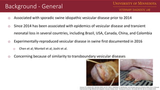 Dr. Matt Sturos - Impact of Senecavirus A in Neonate Pigs | PPTX