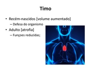 Timulo Sistema Endócrino características sistema endócrinos | PDF