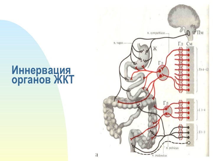 Клапаны в кишечнике