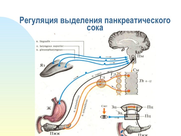 Моторная функция кишечника это