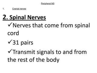Peripheral NS

1.    Cranial nerves



2. Spinal Nerves
     Nerves that come from spinal
     cord
     31 pairs
     Transmit signals to and from
     the rest of the body
 