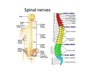 Spinal nerves
 