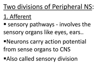 Two divisions of Peripheral NS:
1. Afferent
 sensory pathways - involves the
sensory organs like eyes, ears..
Neurons carry action potential
from sense organs to CNS
Also called sensory division
 