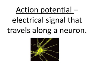 Action potential –
  electrical signal that
travels along a neuron.
 