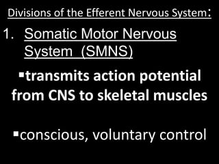 Divisions of the Efferent Nervous System:
1. Somatic Motor Nervous
   System (SMNS)
  transmits action potential
 from CNS to skeletal muscles

 conscious, voluntary control
 
