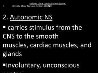 Divisions of the Efferent Nervous System:
1.   Somatic Motor Nervous System (SMNS)




2. Autonomic NS
 carries stimulus from the
CNS to the smooth
muscles, cardiac muscles, and
glands
Involuntary, unconscious
 