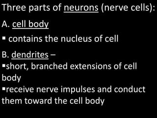 Three parts of neurons (nerve cells):
A. cell body
 contains the nucleus of cell
B. dendrites –
short, branched extensions of cell
body
receive nerve impulses and conduct
them toward the cell body
 