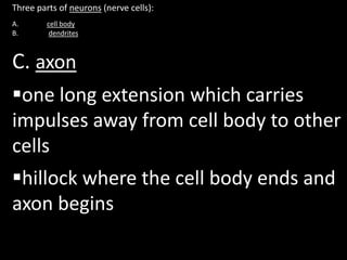Three parts of neurons (nerve cells):
A.       cell body
B.        dendrites



C. axon
one long extension which carries
impulses away from cell body to other
cells
hillock where the cell body ends and
axon begins
 