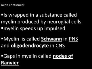 Axon continued:

Is wrapped in a substance called
myelin produced by neuroglial cells
myelin speeds up impulsed
Myelin is called Schwann in PNS
and oligodendrocyte in CNS
Gaps in myelin called nodes of
Ranvier
 
