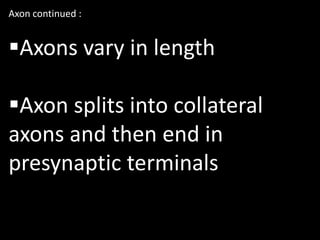 Axon continued :


Axons vary in length

Axon splits into collateral
axons and then end in
presynaptic terminals
 
