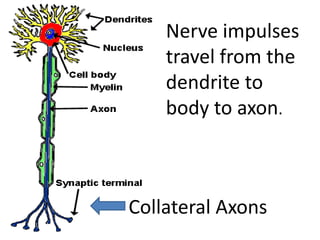 Nerve impulses
    travel from the
    dendrite to
    body to axon.



Collateral Axons
 