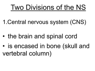Two Divisions of the NS
1.Central nervous system (CNS)

• the brain and spinal cord
• is encased in bone (skull and
vertebral column)
 