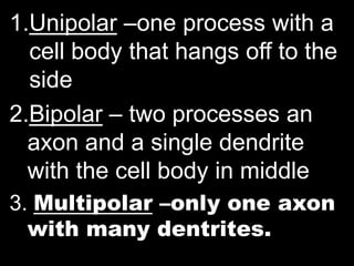 1.Unipolar –one process with a
  cell body that hangs off to the
  side
2.Bipolar – two processes an
  axon and a single dendrite
  with the cell body in middle
3. Multipolar –only one axon
  with many dentrites.
 